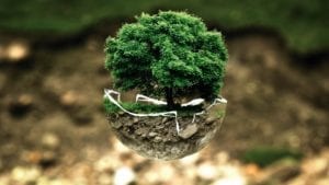 environmental ethics is wildcat tree service company's priority