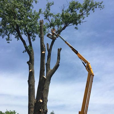 wildcat-tree-removal