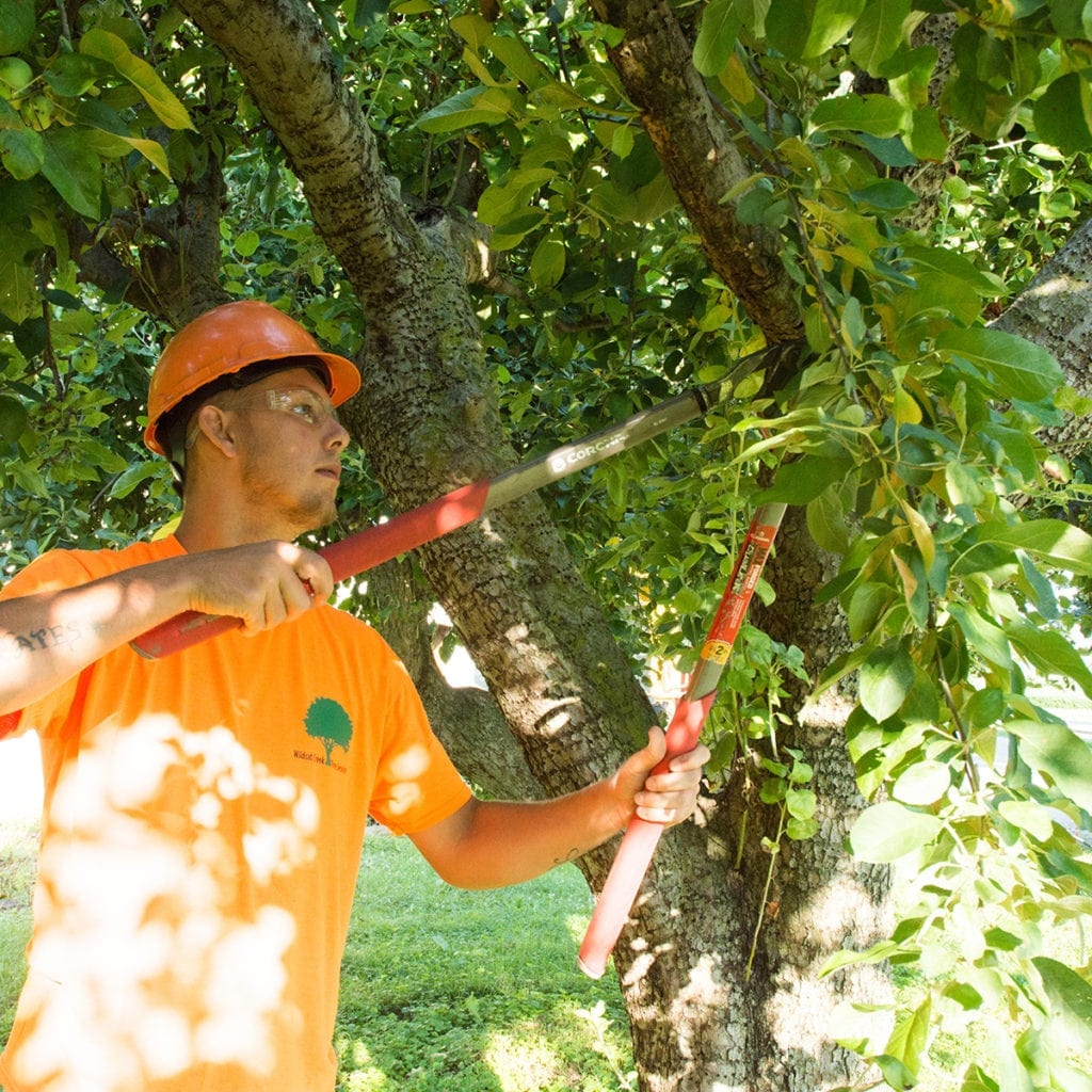 wildcat creek tree service in lafayette indiana provides proper pruning techniques