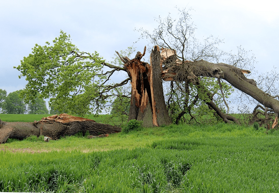 keep your yard free from debris with wildcat creek tree service in lafayette indiana