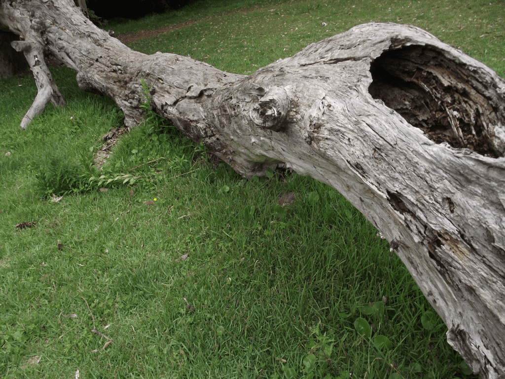 get expert storm damage removal in lafayette indiana with wildcat creek tree service