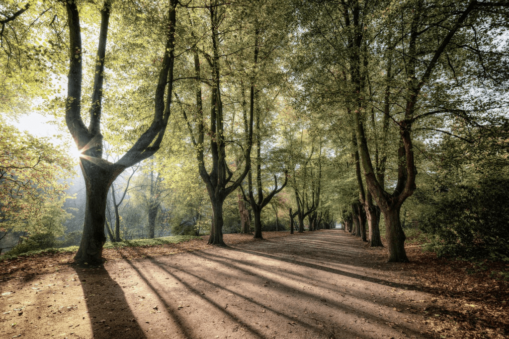 to get optimal growth regularly trim your trees