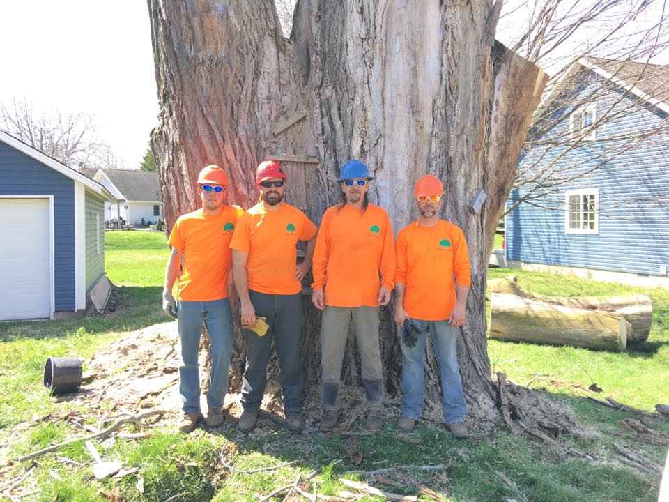 contact wildcat creek tree service in lafayette indiana for the best tree care