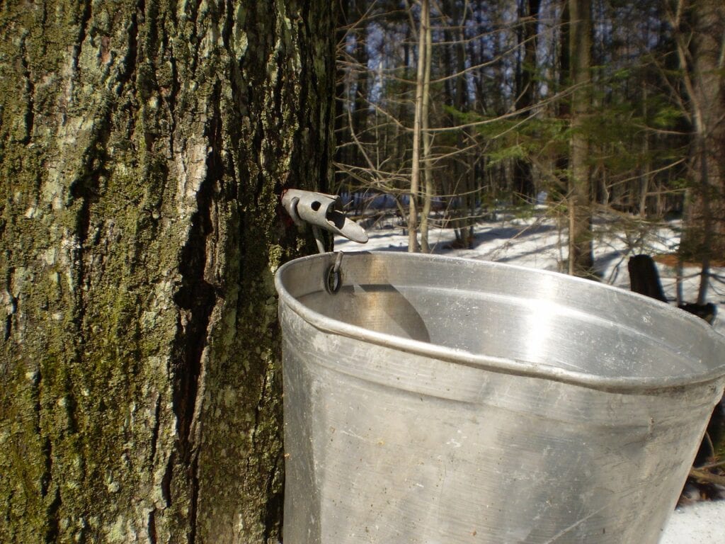maple trees are usually tapped in mid february through mid march for sap